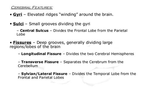 😍 frontal lobe function psychology frontal lobe functions 2019 02 03
