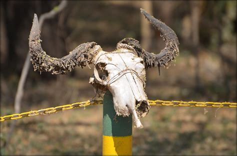 wildebeest skull amdo flickr