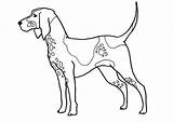 Foxhound Printable Coloring 5x11 5x7 Coloringpages Etsy sketch template