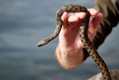 reptilien pirsch  zuerichsee und ploetzlich sind  schlangen da