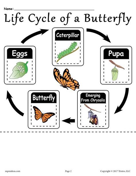 butterfly life cycle worksheet printable worksheet