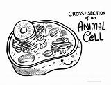 Coloring Biology Cell Pages Animal Science sketch template