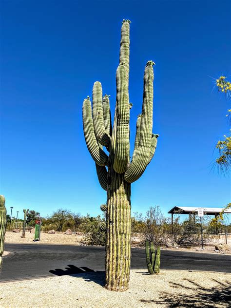 walking arizona  mature saguaro cactus