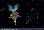 Afbeeldingsresultaten voor "diacria Maculata". Grootte: 147 x 100. Bron: www.alamy.com