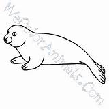 Coloring Seal Harp Clipart Pages Click sketch template