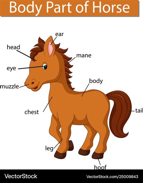 diagram showing body part horse royalty  vector image