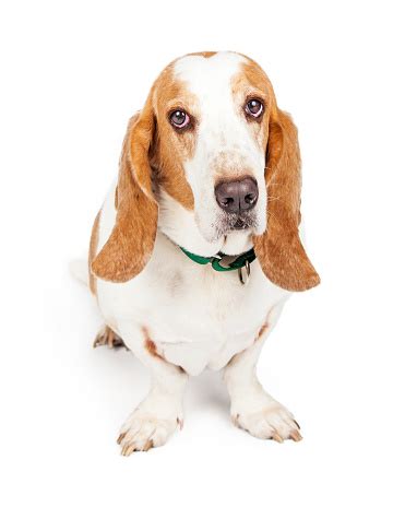 cute  sad  basset hound dog stock photo  image