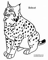 Bobcat Coloring Pages Printable Color Print Kids Sheets Getdrawings Getcolorings Onlycoloringpages sketch template