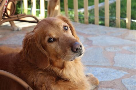 exciting information   golden retriever breed dogcat