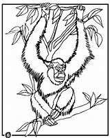 Orangutan Coloring Color Pages Sheet Clipart Dibujos Printable Animals Print Orangutanes Library Animal Popular sketch template