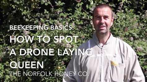 beekeeping basics   spot  drone laying queen  norfolk honey  youtube