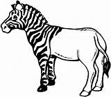 Zebra Coloring Pages Clipart Drawing Stripes Line Clip Without Zebras Animals Half Ancient Use Cliparts Cartoon Striped Resource Horse Gif sketch template