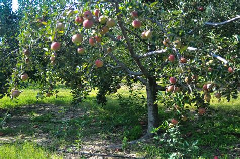 apple farm trees  stock photo public domain pictures