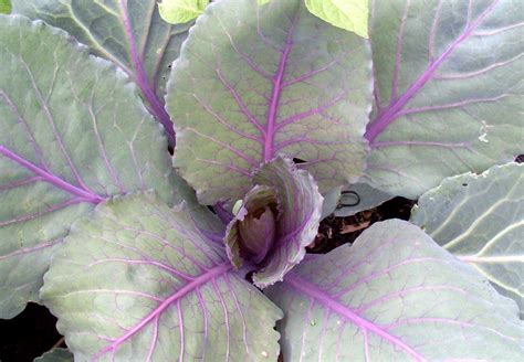 gardening  slippers red cabbage