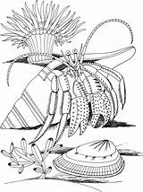 Crab Coloring Hermit Pages Shell Spider Kids Color Coloriage Crustacean Printable Imprimer Hermite Bernard Dover Publications Colouring Colorier Coquillage Drawing sketch template
