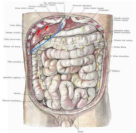 Human Anatomy Under Right Rib Cage Ovulation Symptoms