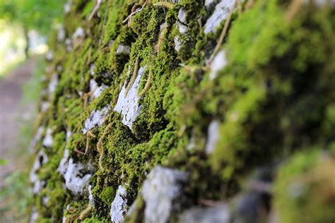 mossy stone wall cheurhonan