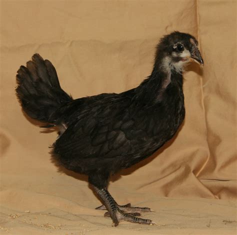 Started Black Australorps Purely Poultry