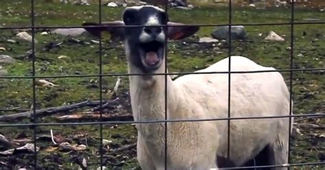 goats  sound  theyre broken wow video ebaums world