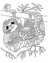 Sloth Coloring Pages Adults Keiti Printable Smiling Animal Cute Animales sketch template