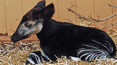 bijzonder babynieuws uit beekse bergen okapi dex geboren rtl nieuws