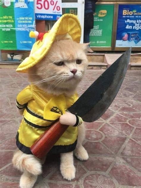 photo   cat holding  knife dont touch  contentmix