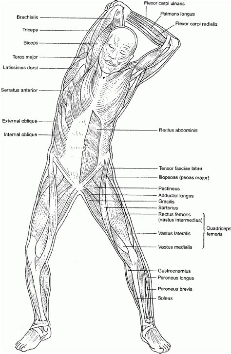 anatomy coloring pages muscles human anatomy diagram anatomy