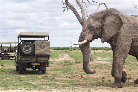 Real Africa Safaris Kasane Tripadvisor