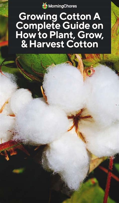 growing cotton  complete guide    plant grow harvest cotton