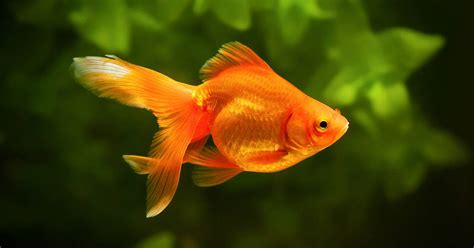 standard care  goldfish fish vet