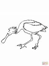 Coloring Spoonbill Bird Roseate Pages Supercoloring 74kb 1600px 1200 Drawing sketch template