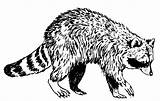 Raccoon Raton Laveur Mapache sketch template