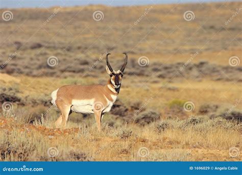 antelope buck stock image image  wyoming grass pronghorn