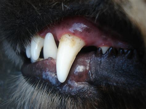 dental disease  dogs gingivitis teeth  gum problems