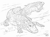 Coloring Pages Alligators American Alligator Two Drawing Printable Color Sheets Reptiles Supercoloring Crocodile Realistic Print Animal Colouring Animals Coloringbay Step sketch template