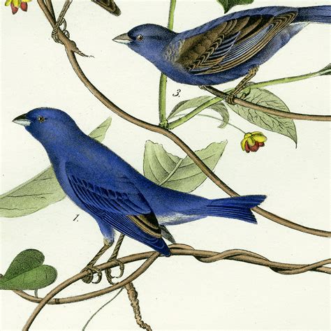 audubon bird prints  birds  america