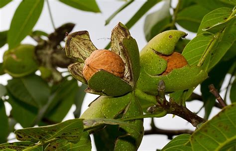 top walnut producing countries   world worldatlas