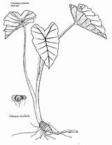 Sketch Drawing Taro Leaf Coloring Growing Plants Kalo Pages Getdrawings Drawings Paintingvalley sketch template