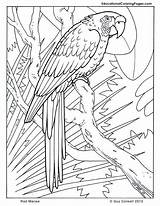 Coloring Pages Rainforest Macaw Animals Printable Colouring Choose Board sketch template