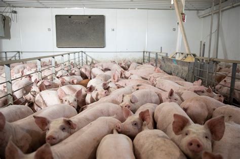 meat plant closures  pigs  gassed  shot    york