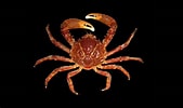 Image result for "mithrax Spinosissimus". Size: 169 x 100. Source: www.crabdatabase.info