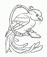 Parrot Outline Coloring Pages Drawing Printable Bird Popular Getdrawings Books Choose Board sketch template