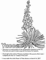 Mexico Yucca Coloring Flower Pages Ws State Flowers Kidzone Geography Printable Activities Cactus Choose Board States United Newmexico Usa sketch template