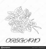 Oregano Herbs Spices Coloring Book Doodle Stock Illustration Vector Gmail Av Depositphotos sketch template