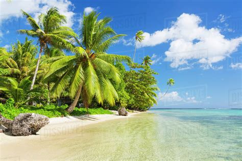 tropical sunny island  palm trees  blue ocean raiatea french