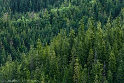 douglas fir forest grows homogeneously   mountainside edbookphoto