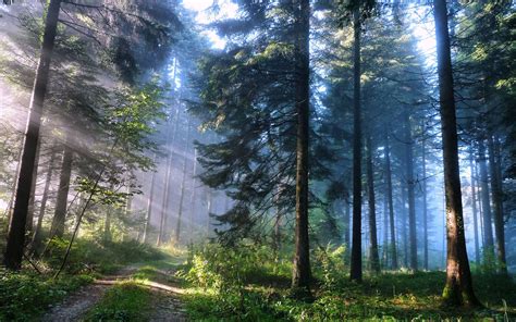 daily wallpaper enchanted forest    waste  time