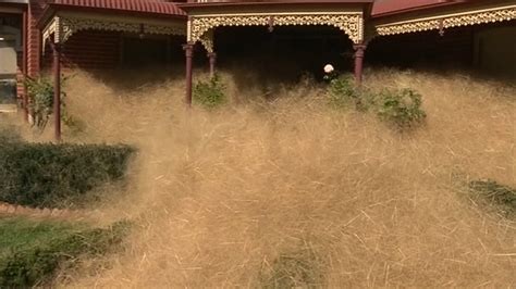 hairy panic grips australian town