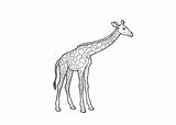 Coloring Giraff sketch template