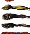 Afbeeldingsresultaten voor Cetostoma regani Geslacht. Grootte: 97 x 110. Bron: www.researchgate.net